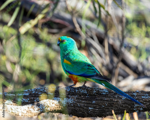 The adult male Mulga Parrot (Psephotus varius) is mostly emerald green in colour, but has a yellow band across its lower forehead