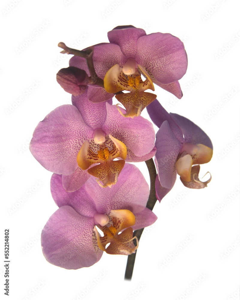 Fototapeta premium Blooming moth orchids, Species of Phalaenopsis, beautiful ornamental plant, on white background