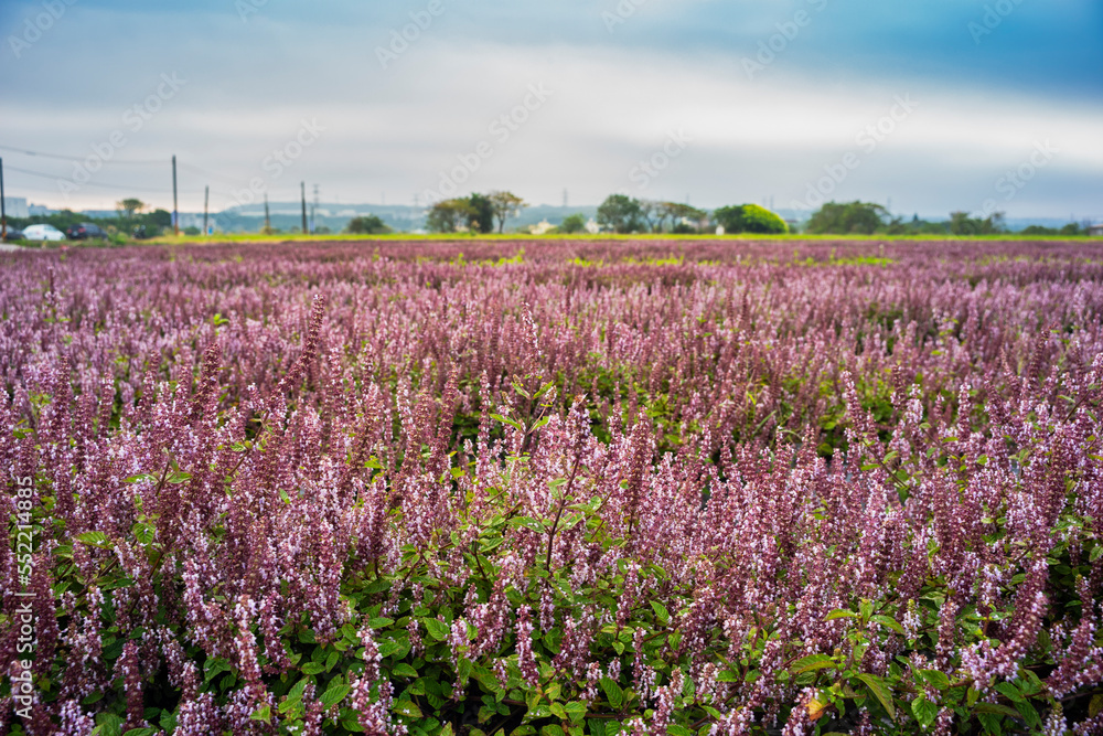 Chinese Mesona flowers blooming in the field     