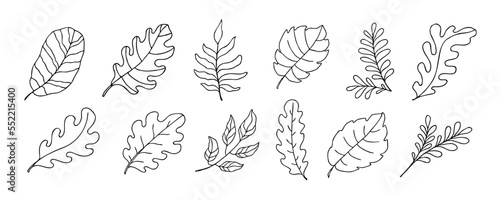 Leaves vector sketch set. Hand drawn decorative elements, isolated on white background. Botanical illustration in doodle style