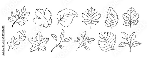 Leaves vector sketch set. Hand drawn decorative elements, isolated on white background. Botanical illustration in doodle style