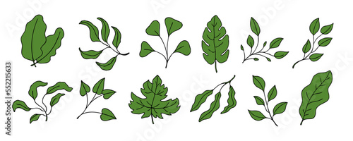 Leaves vector sketch set. Hand drawn decorative elements  isolated on white background. Botanical illustration in doodle style