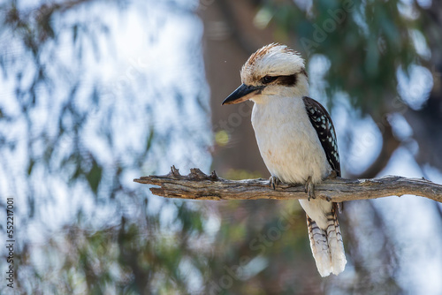 Canvastavla Laughing Kookaburra (Dacelo novaeguineae) perched on a dead branch