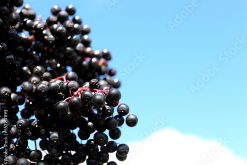 Tasty elderberries (Sambucus) growing against beautiful sky, closeup. Space for text