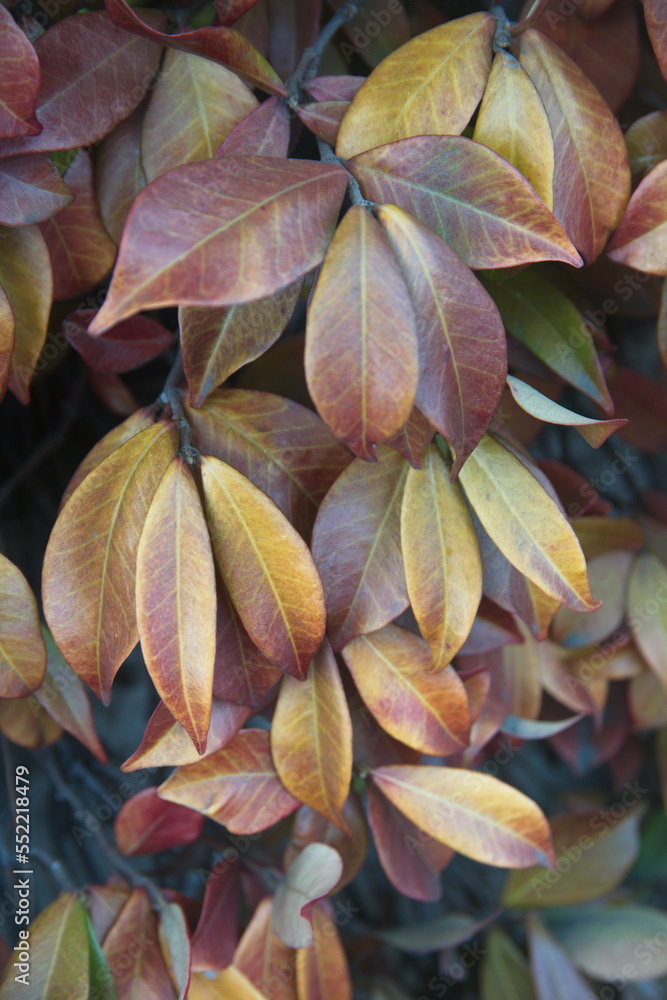Colorful winter foliage of confederate jasmine, southern jasmine