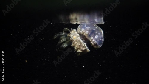 Spotted lagoon jellyfish (Mastigias papua) swimming in the shallow reef at night, slow motion. photo