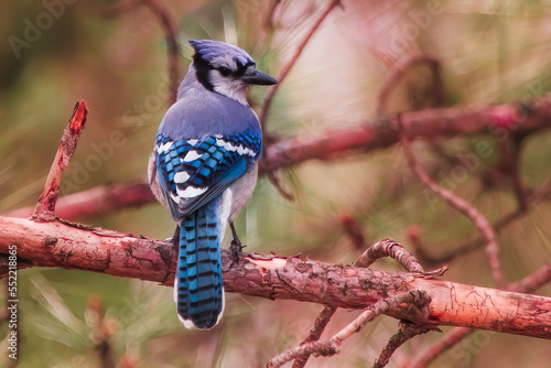 Blue Jay Cold Shoulder.

An impressive and intimidating stare from the bluest member of the Jay family.  

It sits on a rough hewn branch in a pine tree grove which it rules with iron feathers.  photo