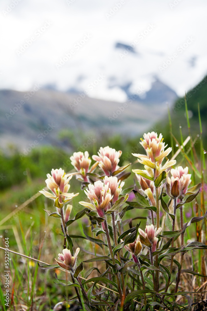 Paintbrush, Castilleja, flower growing in mountains Paintbrush, Castilleja, flower growing in mountains
