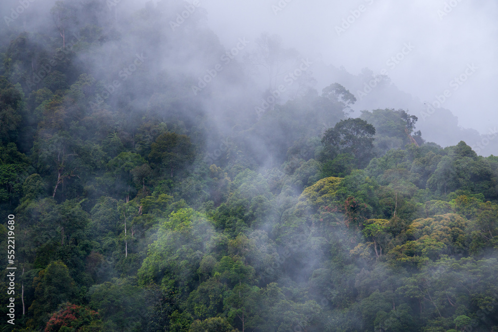 Fototapeta premium Indonesian tropical forest