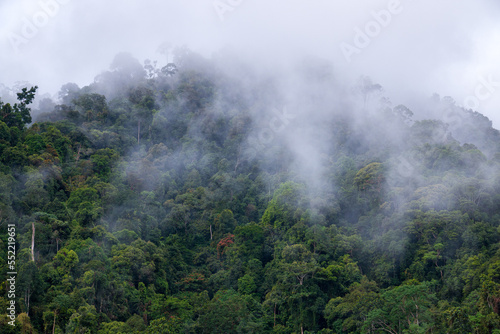 Indonesian tropical forest © Fikri