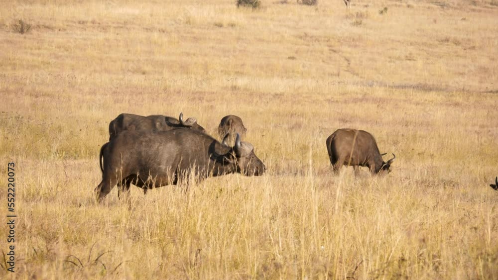 old male buffalo walks towards his herd in South African savannah. wide shot old male buffalo walks towards his herd in South African savannah. wide shot