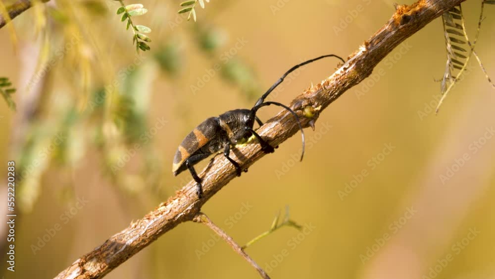 a black and yellow longhorn beetle with beautiful large antennae eats ...