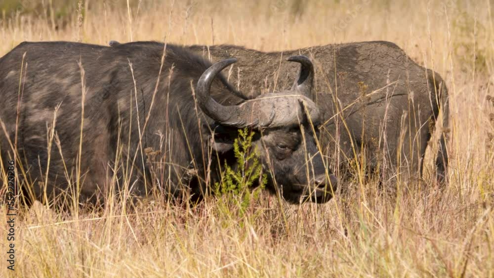 a Cape buffalo with its imposing horns and static head walks through the tall grasses of the South African savannah in a wildlife park. Close up shot a Cape buffalo with its imposing horns and static head walks through the tall grasses of the South African savannah in a wildlife park. Close up shot
