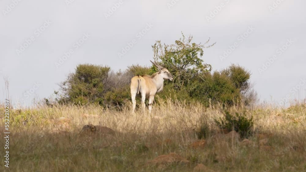 a southern eland antelope stands in front of a bush in the african savannah. a southern eland antelope stands in front of a bush in the african savannah.