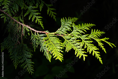 Western red cedar, Thuja plicata, green needles on branch isolated