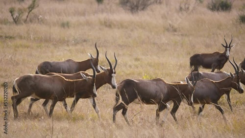 a herd of blesbok walks slowly through the tall grasses of the savannah of south africa. close up shot