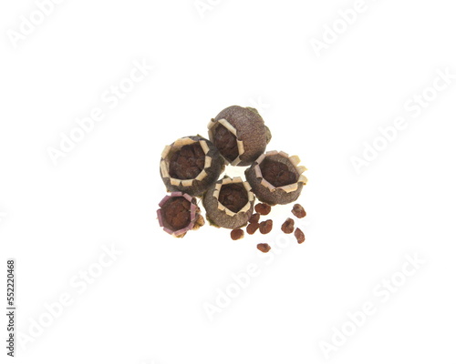 Seeds of Cyclamen,  perennial flowering plants in the family Primulacea,on white background
