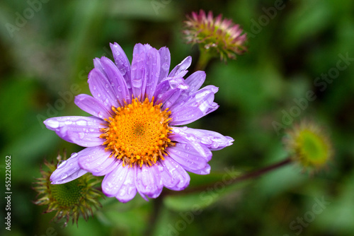 Purple aster mountain wildflower