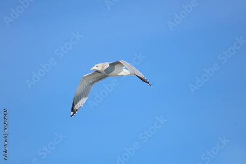gull in flight