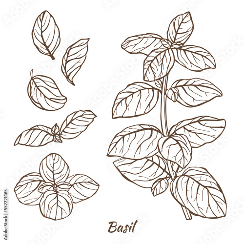 Basil Plant and Leaves in Hand Drawn Style