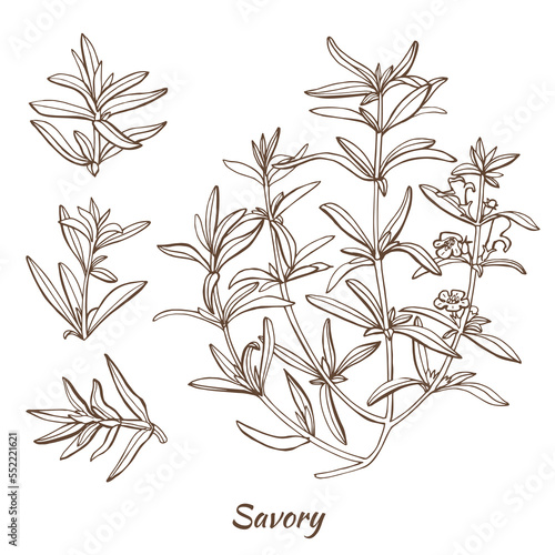 Savory Plant and Leaves in Hand Drawn Style