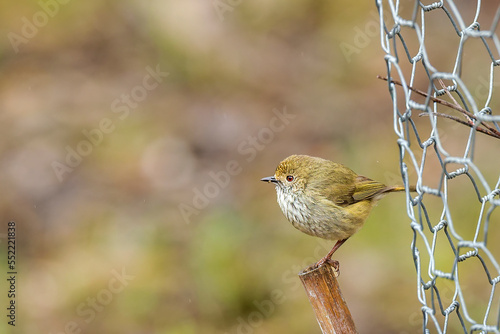 The Brown Thornbill (Acanthiza pusilla) is a small bird with olive-brown to grey upperparts, with a warm reddish-brown forehead scalloped with paler markings. photo