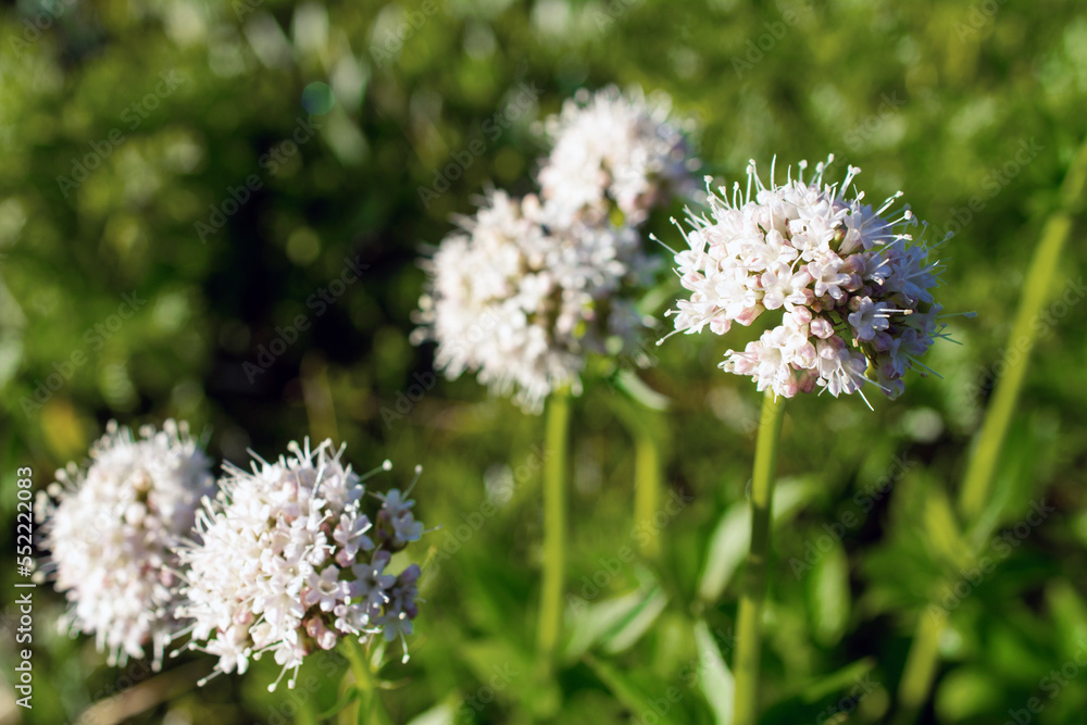 Valeriana sitchensis white wildflowers in mountains Valeriana sitchensis white wildflowers in mountains
