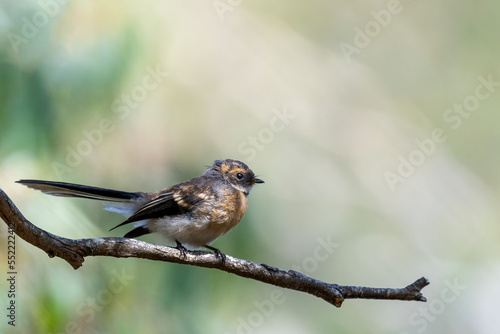 Juvenile Grey Fantail (Rhipidura albiscapa) perched on a branch. photo