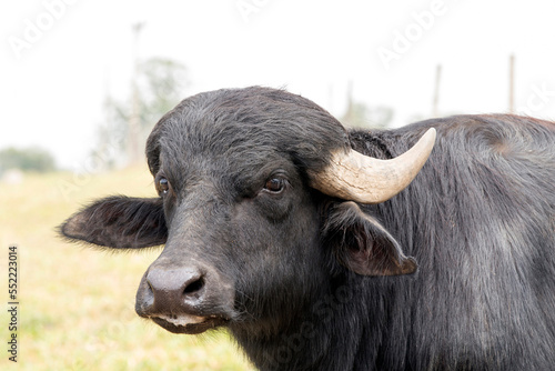 The water buffalo, also called the domestic water buffalo or Asian water buffalo on countryside of Brazil photo
