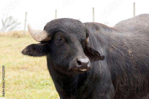The water buffalo, also called the domestic water buffalo or Asian water buffalo on countryside of Brazil photo