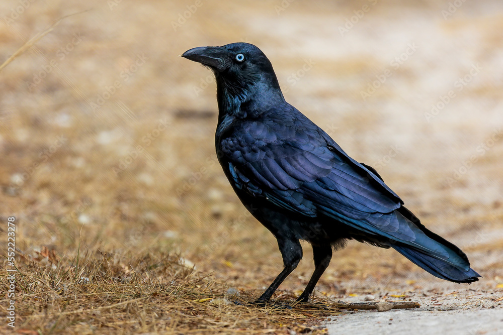 A large and heavy corvid, almost completely black, with a large bill and short tail known as the Forest Raven (Corvus tasmanicus) A large and heavy corvid, almost completely black, with a large bill and short tail known as the Forest Raven (Corvus tasmanicus)