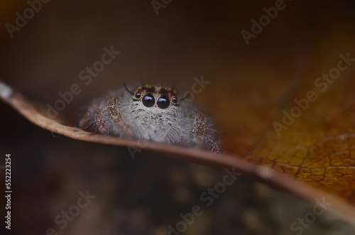 The spider ( Hyllus ) is inside the leaf