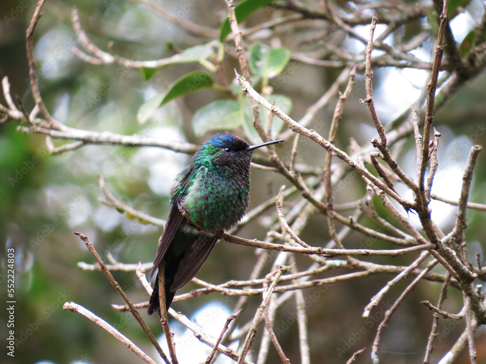 Fototapeta premium Colorful hummingbird on top of a tree branch