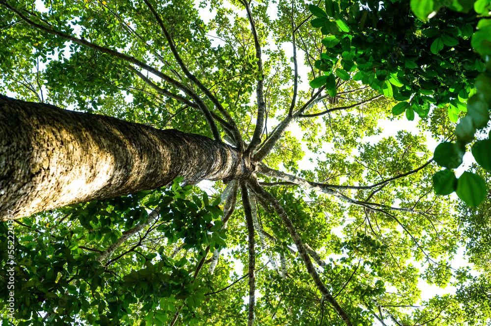 Fototapeta premium Old Yang Na tree in Chiang Mai Province