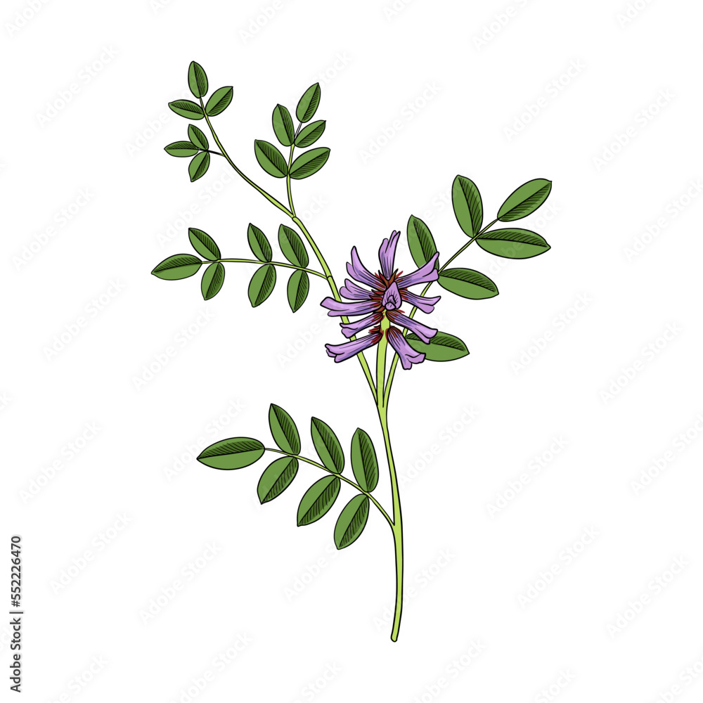 vector drawing plant of Licorice, Chinese liquorice, Glycyrrhiza