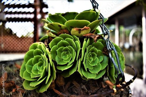 pot of suculants photo