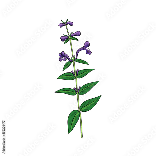 vector drawing plant of Baikal skullcap ,Scutellaria baicalensis, huang qin, herb of traditional chinese medicine, hand drawn illustration