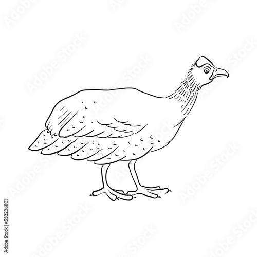 vector drawing sketch of domestic turkey, hand drawn bird, isolated nature design element