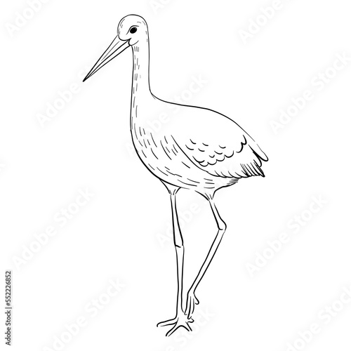 vector drawing sketch of bird, white stork, hand drawn ciconia , isolated nature design element