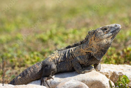 Female green iguana is sitting and suntanning on the rock of the garden.
