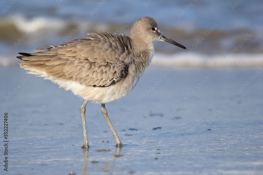 Shore bird Willet is standing in the water on the ocean beach. Shore bird Willet is standing in the water on the ocean beach.
