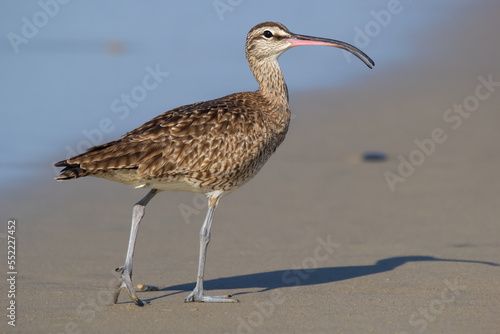 Whimbrel with curved beak walking on the sand in the ocean beach. photo