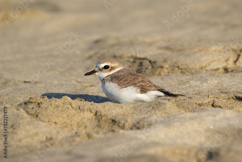 Fotografia Little bird Snowy plover is sitting on the beach in the sand.