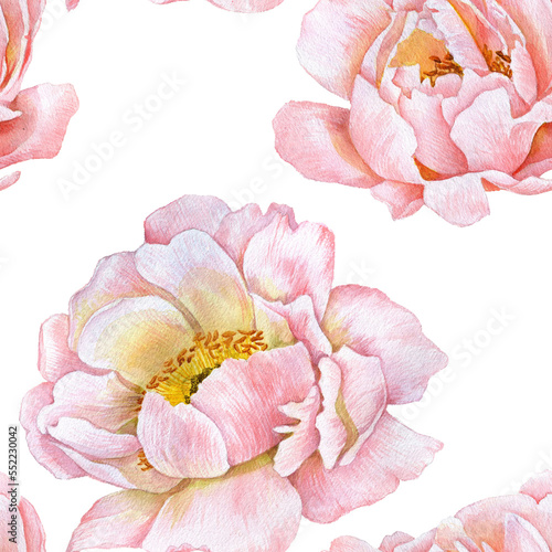watercolor seamless pattern with drawing flowers, pink peonies at white background , hand drawn botanical illustration