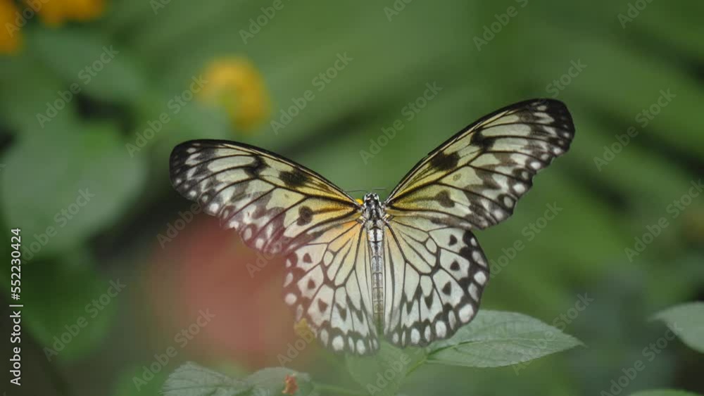 Close up of a tree nymph butterfly collecting nectar on a flower Close up of a tree nymph butterfly collecting nectar on a flower