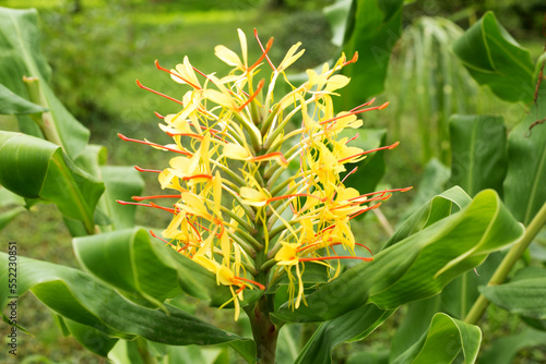 Kahili ginger Flowers. Hedychium Gardnerianum Plant