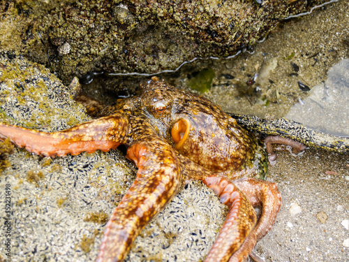 Octopus closeup in rock pool