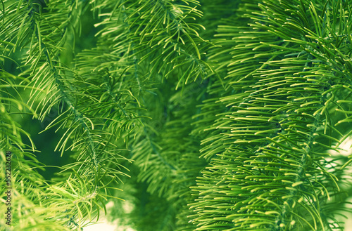 Fir branches green spruce. Close up. Spruce needles. Fluffy Christmas tree spruce.