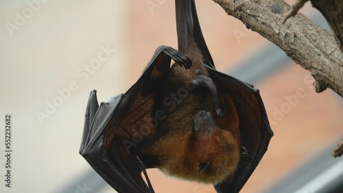 A fruit bat hanging from a branch and grooming it self. photo