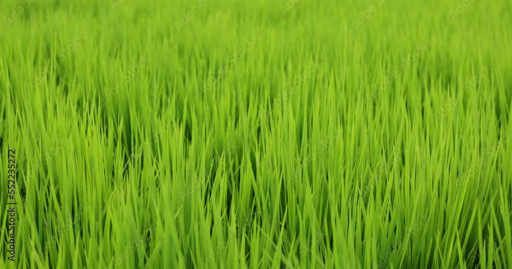 Fresh raw paddy rice field Fresh raw paddy rice field
